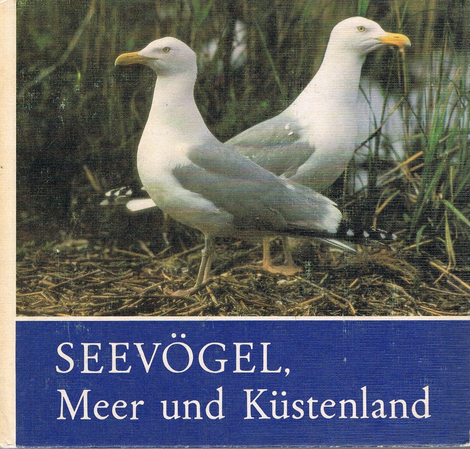 Seevögel, Meer und Küstenland