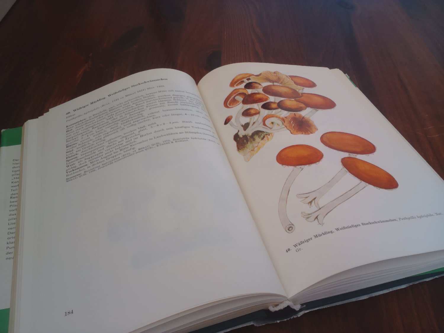 Handbuch für Pilzfreunde - 1. Band: Die wichtigsten und häufigsten Pilze mit besonderer Berücksichtigung der Giftpilze – Bild 3